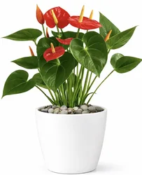 עציץ אנטוריום בכלי קרמיקה.