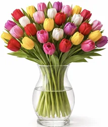 זר 51 טוליפים - לבחירת צבע