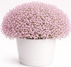 גיבסנית בכלי קרמיקה - לבחירת צבע וגודל. החל מ-199 ש"ח