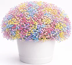 גיבסנית בכלי קרמיקה - לבחירת צבע וגודל. החל מ-199 ש"ח