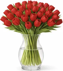 זר 51 טוליפים - לבחירת צבע