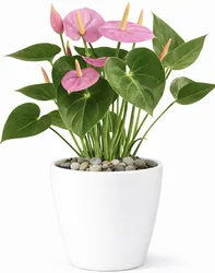 עציץ אנטוריום בכלי קרמיקה.