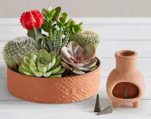 סט קקטוסים בנוני בכלי קרמיקה