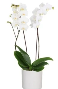 סחלב לבן בכלי קרמיקה. גובה 75 ס"מ.