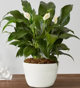 עציץ ספיציפיליום קוטר 15 בכלי קרמיקה.