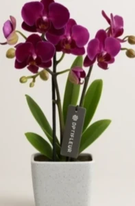 סחלב מיני 35 ס"מ