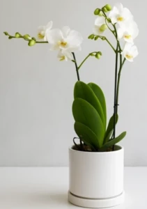 סחלב לבן בכלי קרמיקה. גובה 50-60 ס"מ