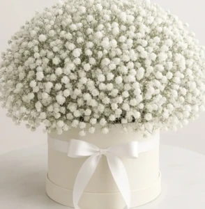 סידור גיבסנית לבנה בכלי קרמיקה.