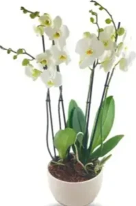 סחלב לבן עם 4 ענפים בכלי קרמיקה.