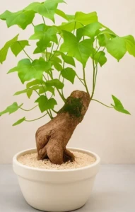 עץ האהבה גדול.