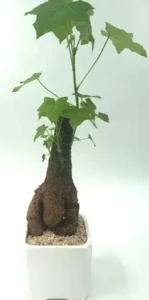 עץ אהבה בנוני בכלי קרמיקה. גובה 40 ס"מ