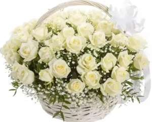 51 ורדים לבנים וגיבסנית בסלסלת קש