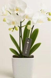 סחלב מיני 3 ענפים בכלי קרמיקה. גובה 30-35 ס"מ.