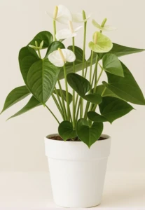 אנטוריום לבן בכלי קרמיקה. קוטר 15