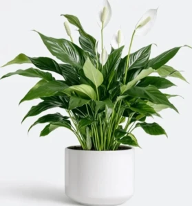 עציץ ספיציפיליום בכלי קרמיקה 18.