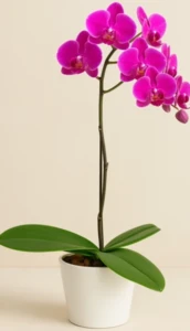 סחלב ענף 1 בכלי קרמיקה.