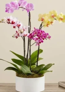 סט סחלבים ראש השנה בכלי קרמיקה .