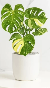 עציץ נדיר. בכלי קרמיקה 24 הזמנה מינימום יום מראש