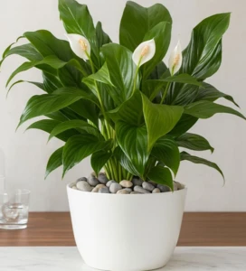 עציץ ספיציפיליום בכלי קרמיקה 18.