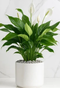 עציץ ספיציפיליום בכלי קרמיקה 15.