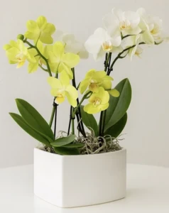 סחלב מיני 5 ענפים בכלי קרמיקה. (גובה 40 ס"מ)