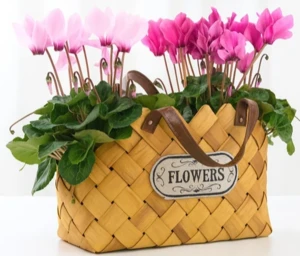 סט 2 רקפות בסלסלת קש.