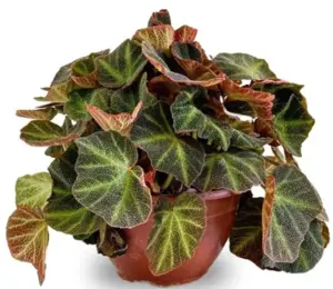 בגוניה סולי מוטטה בכלי 20 ס"מ