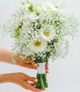 זר כלה. גיבסנית, גרברות וליזיאנטוס