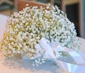 סידור שולחן לחתונה. גיבסנית לבנה