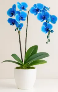 סחלב כחול 2 ענפים בכלי קרמיקה. (הולנד)