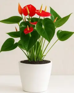 עציץ אנטוריום אדום בכלי קרמיקה. גדלים S-L