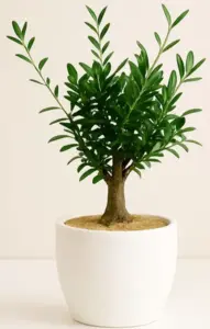 עץ זית בכלי קרמיקה. גדלים S-L