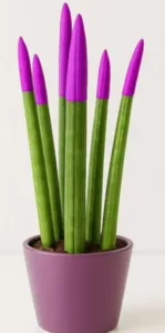 עציץ סנסיווריה הולנדית בכלי קרמיקה