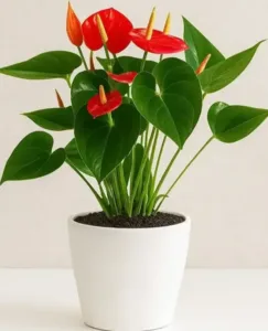 אנטוריום אדום בכלי קרמיקה. גדלים S-L