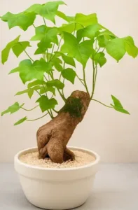 עץ אהבה בכלי קרמיקה. גדלים S-L