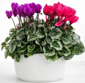 סט רקפות בכלי קרמיקה. גדלים S-M