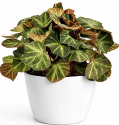 בגוניה סולי מוטטה בכלי קרמיקה לבן.