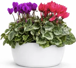 סט רקפות בכלי קרמיקה. החל מ-149 ש"ח