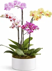 סט 4 ענפים סחלבים בכלי קרמיקה.