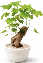 עץ אהבה בכלי קרמיקה. החל מ-199 ש"ח