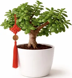עץ השפע בכלי קרמיקה. החל מ-149 ש"ח