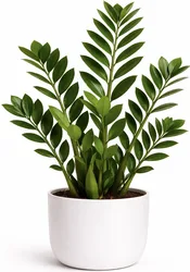 עציץ זמניה קוקלוס בכלי קרמיקה. החל מ-169 ש"ח