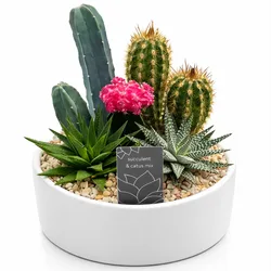 סט קקטוסים בכלי קרמיקה. החל מ-229 ש"ח