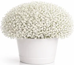 גיבסנית בכלי קרמיקה - לבחירת צבע וגודל. החל מ-199 ש"ח