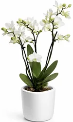 סחלב מיני 30 ס״מ – שני ענפים בכלי קרמיקה